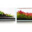 Two planted aquariums grown in over nine months with green and red stem plants