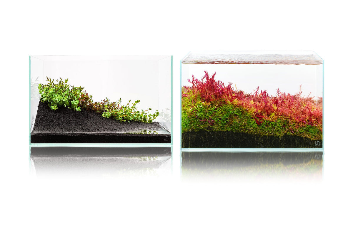 Two planted aquariums grown in over nine months with green and red stem plants