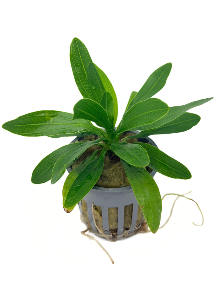 Uruguay Sword (Echinodorus uruguayensis) potted freshwater aquarium sword plant, emersed grown