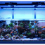 Dalua Illumagic X4 light mounted over a reef aquarium with the rear arm