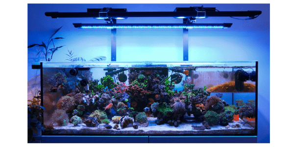 Dalua Illumagic X4 light mounted over a reef aquarium with the rear arm