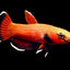 Channoides Betta (Betta channoides) male, scarlet wild mouthbrooding betta with white edged fins