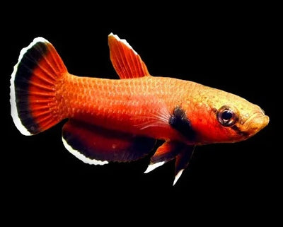 Channoides Betta (Betta channoides) male, scarlet wild mouthbrooding betta with white edged fins