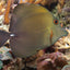 Scopas Tang (Zebrasoma scopas) saltwater reef fish showing two-tone brown body and sailfin shape