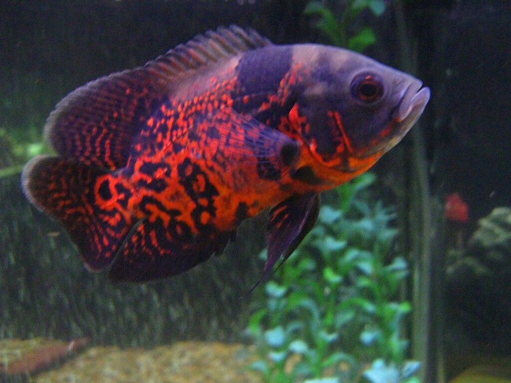 Tiger Oscar (Astronotus ocellatus) cichlid with orange and black tiger markings in a planted aquarium