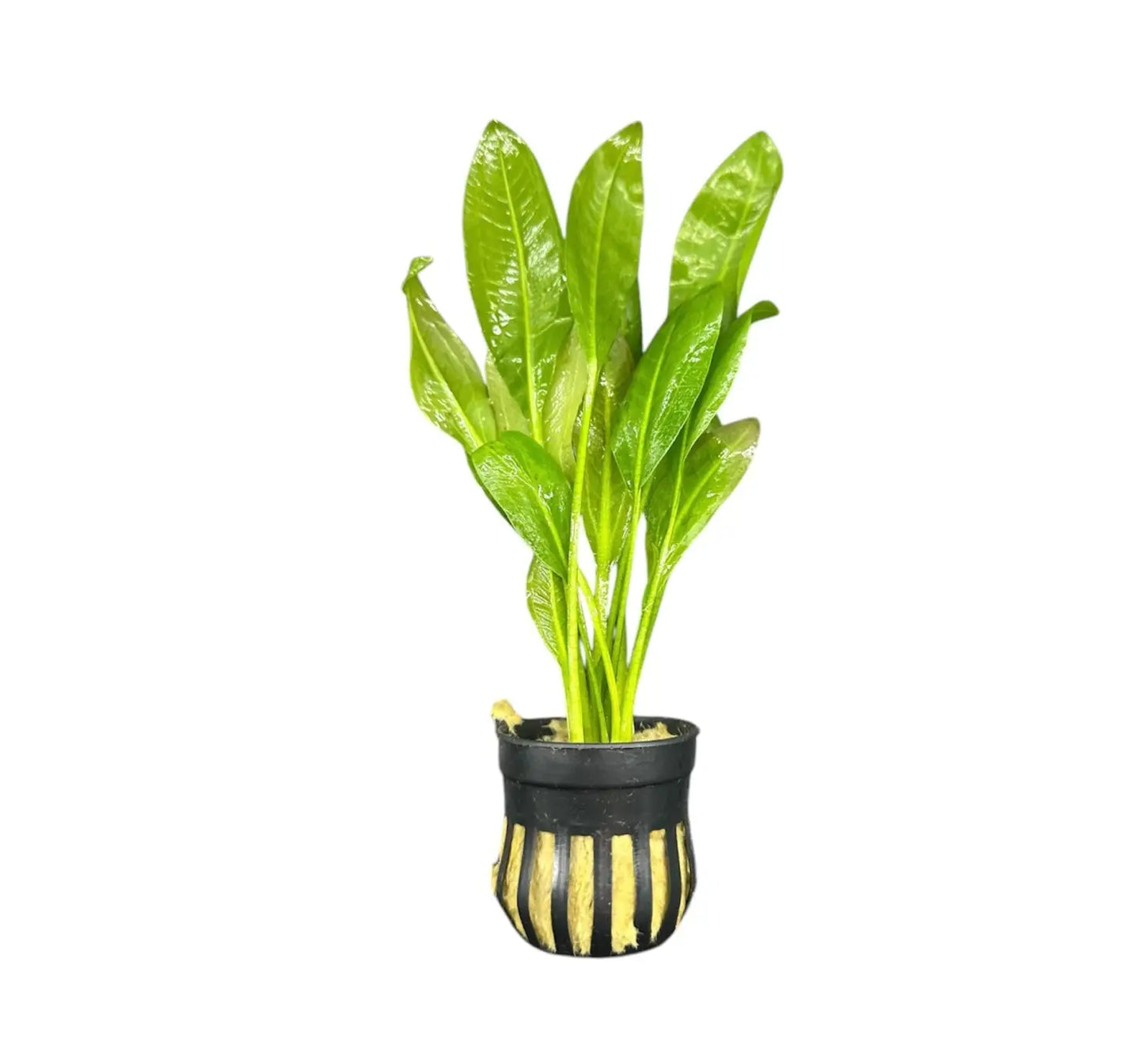 Amazon Sword (Echinodorus grisebachii) potted live freshwater plant