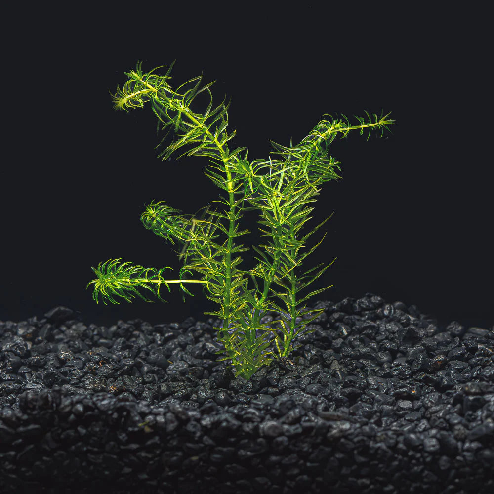 Anacharis (Egeria densa) freshwater plant bunch planted in dark substrate