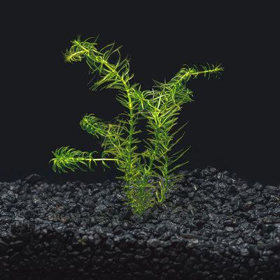 Anacharis (Egeria densa) freshwater plant bunch planted in dark substrate