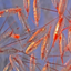 Arcti-Pods copepods under microscope