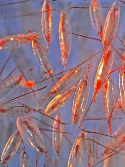 Arcti-Pods copepods under microscope