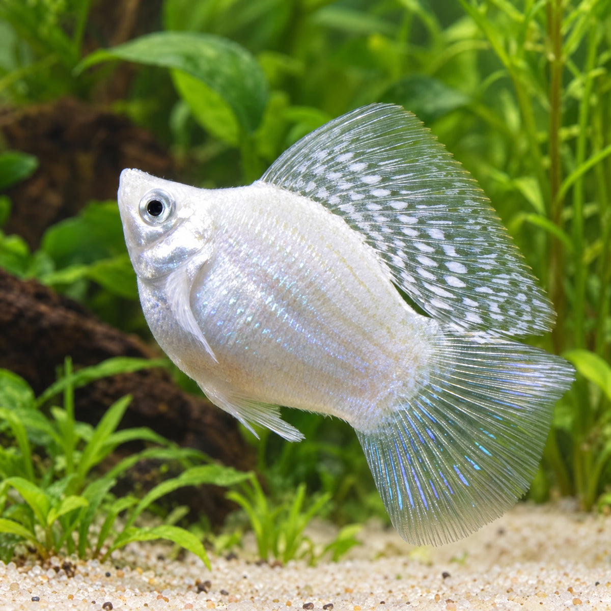 Assorted Balloon Molly (Poecilia sp.) freshwater fish, white sailfin balloon molly in a planted aquarium
