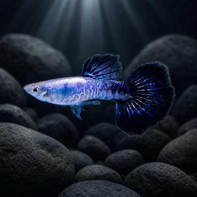 Navy Blue Cobra Guppy male (Poecilia reticulata) freshwater fancy guppy with deep blue delta tail and snakeskin pattern