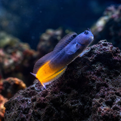 Flametail Blenny (Enchelyurus flavipes) saltwater blenny with velvet black body and glowing orange tail