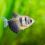 Black Skirt Tetra (Gymnocorymbus ternetzi) freshwater community fish - close up swimming in planted aquarium