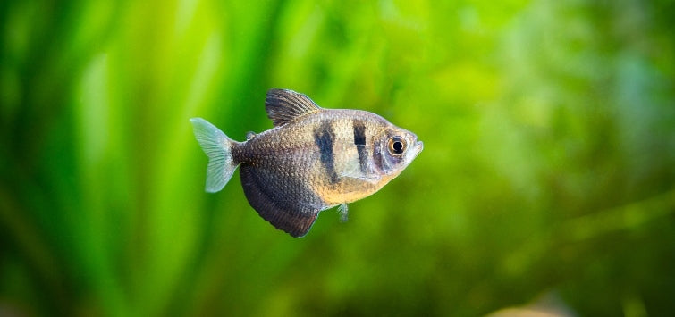 Black Skirt Tetra (Gymnocorymbus ternetzi) freshwater community fish - close up swimming in planted aquarium