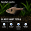 Black Skirt Tetra (Gymnocorymbus ternetzi) freshwater community fish - branded care card with care specs