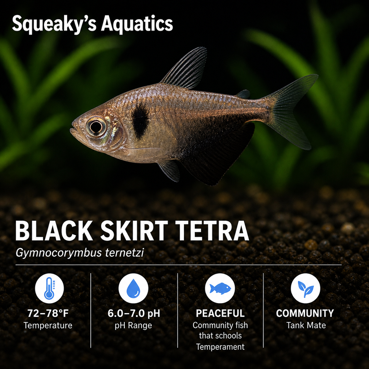 Black Skirt Tetra (Gymnocorymbus ternetzi) freshwater community fish - branded care card with care specs