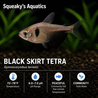 Black Skirt Tetra (Gymnocorymbus ternetzi) freshwater community fish - branded care card with care specs