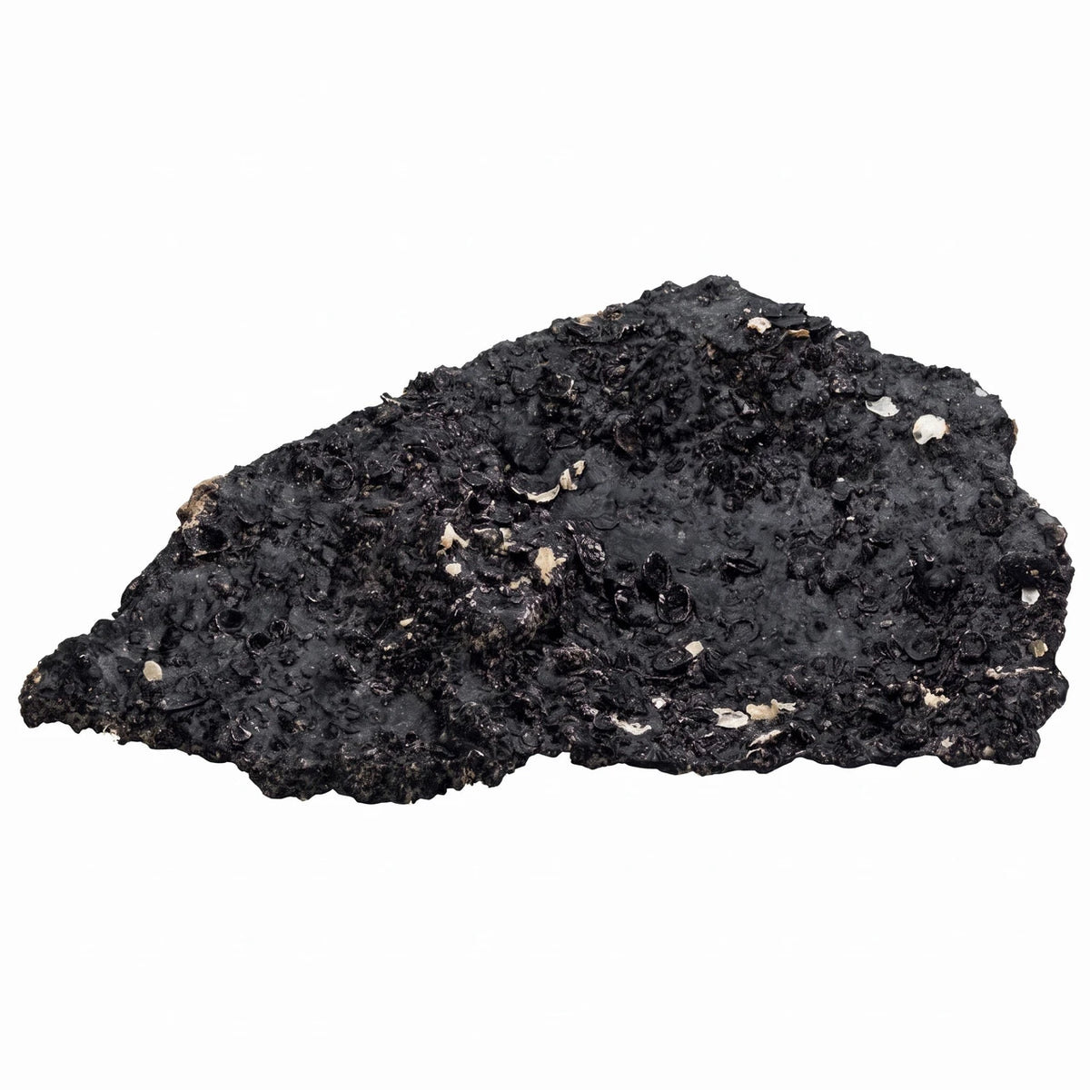 Real Reef Midnight Mini Shelf Rock, small black flat plates