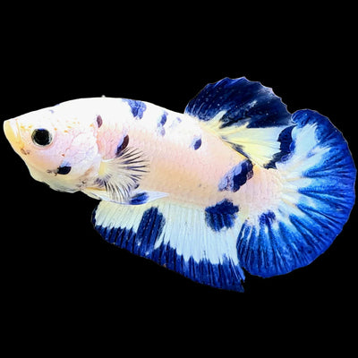 Blue Marble Alien Plakat Male Betta (Betta sp.) freshwater showpiece - flaring with cobalt-blue marbled fins on white body