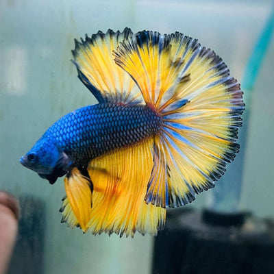 Mustard Gas Halfmoon Male Betta (Betta splendens) with royal blue body and golden yellow fins
