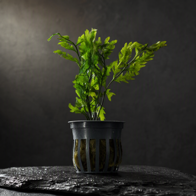 Bolbitis Heudelotii (African Water Fern) - Potted