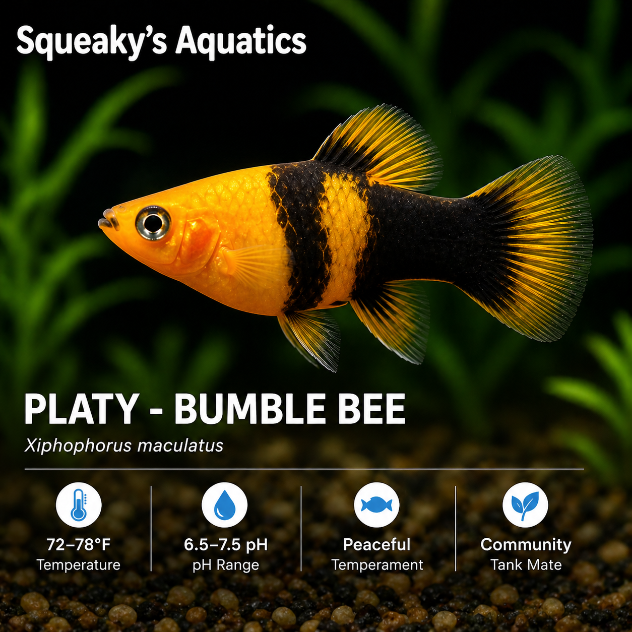 Bumble Bee Platy (Xiphophorus maculatus) - Squeaky's Aquatics infographic showing temperature, pH, peaceful temperament, community fish