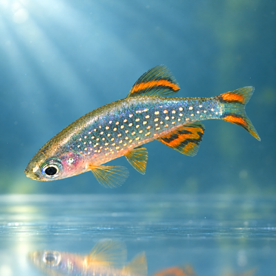 Celestial Pearl Danio (Danio margaritatus) freshwater nano fish, blue body with gold pearl spots and orange-barred fins