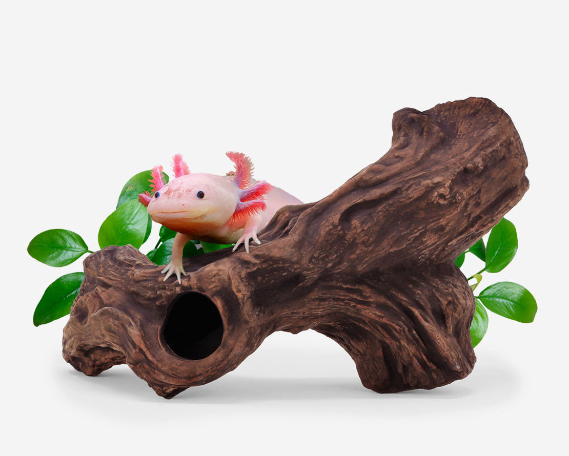 aquavitro Ceramic Hide B3 - driftwood-look ceramic log cave with an axolotl, for axolotls, plecos, and shrimp