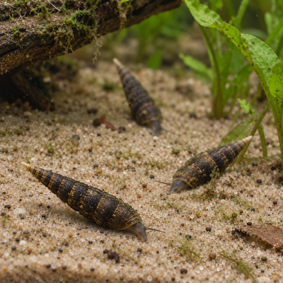 AI-generated representative illustration of Chopstick Snails (Stenomelania torulosa) in a natural planted aquarium; individual appearance may vary.