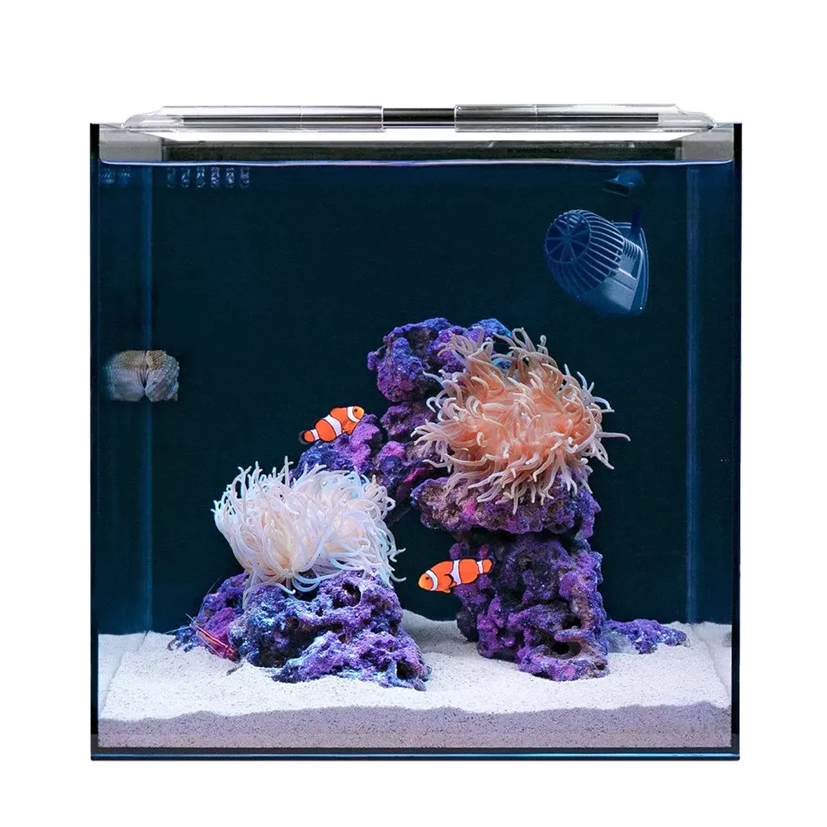 HELLOREEF Clownfish & Anemone Aquarium Kit