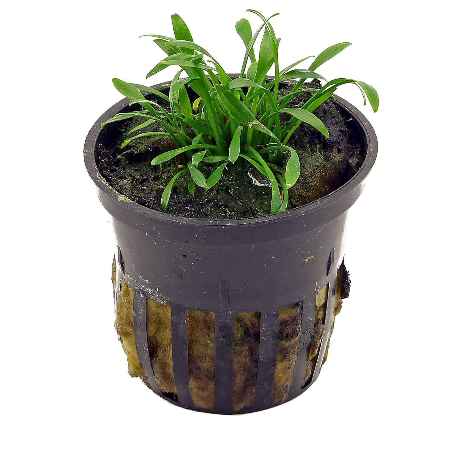 Crypt Parva (Cryptocoryne parva) potted live freshwater aquarium plant with short narrow green foreground leaves