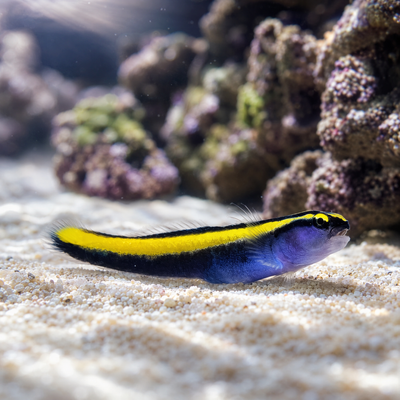 Yellowstripe Neon Goby (Elacatinus figaro) saltwater reef cleaner fish with gold stripe