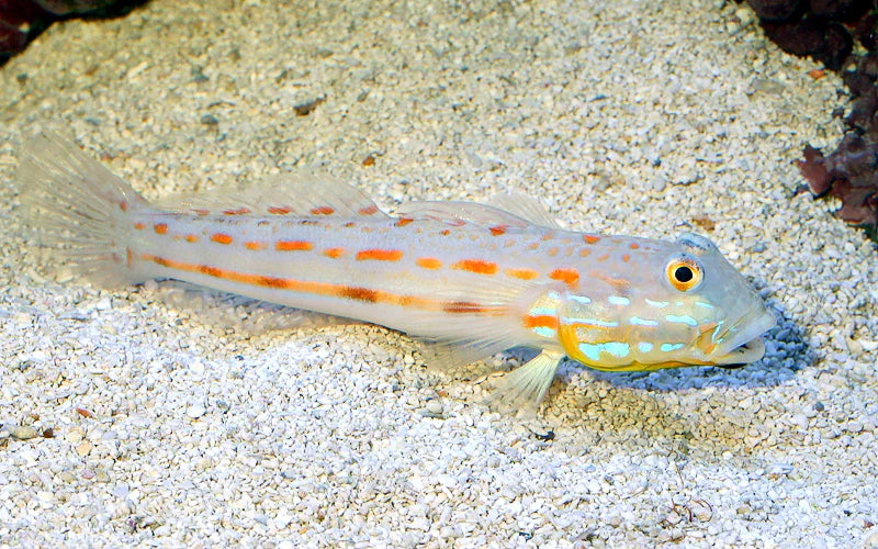 Diamond Sleeper Goby (Valenciennea puellaris), a saltwater sand-sifting goby with orange spots, on a sand bed