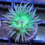 Duncan Coral (Duncanopsammia axifuga) saltwater LPS coral single head with tentacles extended