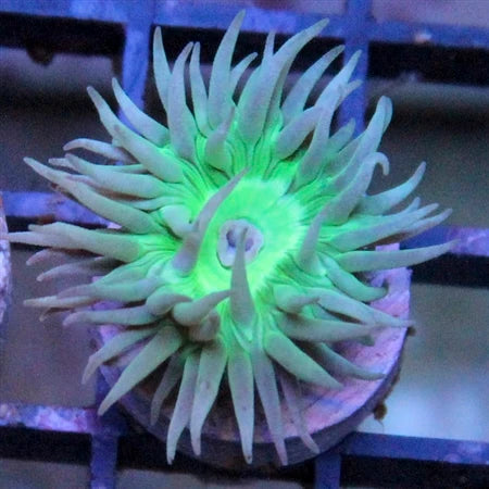 Duncan Coral (Duncanopsammia axifuga) saltwater LPS coral single head with tentacles extended
