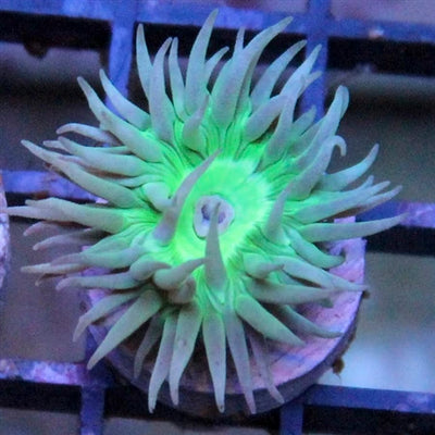 Duncan Coral (Duncanopsammia axifuga) saltwater LPS coral single head with tentacles extended