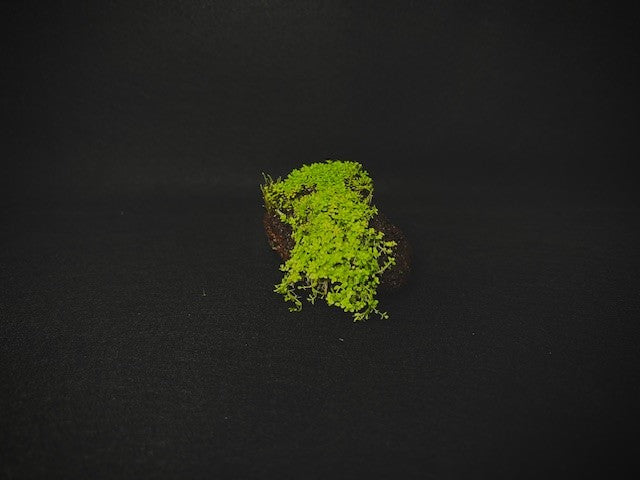 Dwarf Baby Tears (Hemianthus callitrichoides 'Cuba') carpet grown on a small lava rock, live freshwater plant