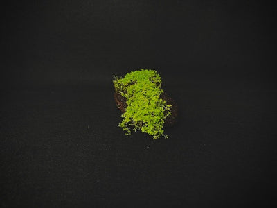Dwarf Baby Tears (Hemianthus callitrichoides 'Cuba') carpet grown on a small lava rock, live freshwater plant