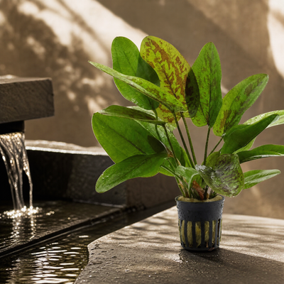 Chocolate Marble Sword (Echinodorus sp. 'Chocolate Marble') - Potted