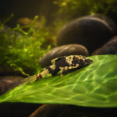 Bumblebee Otocinclus (Otocinclus cocama) Zebra Oto algae eating catfish resting on a plant leaf