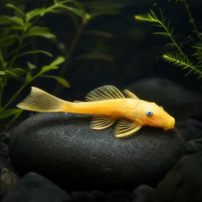 Blue Eye Lemon Bushynose Pleco (Ancistrus sp.) freshwater algae eater with lemon body and blue eyes