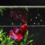 Easy Betta Pellets floating on the surface of an aquarium