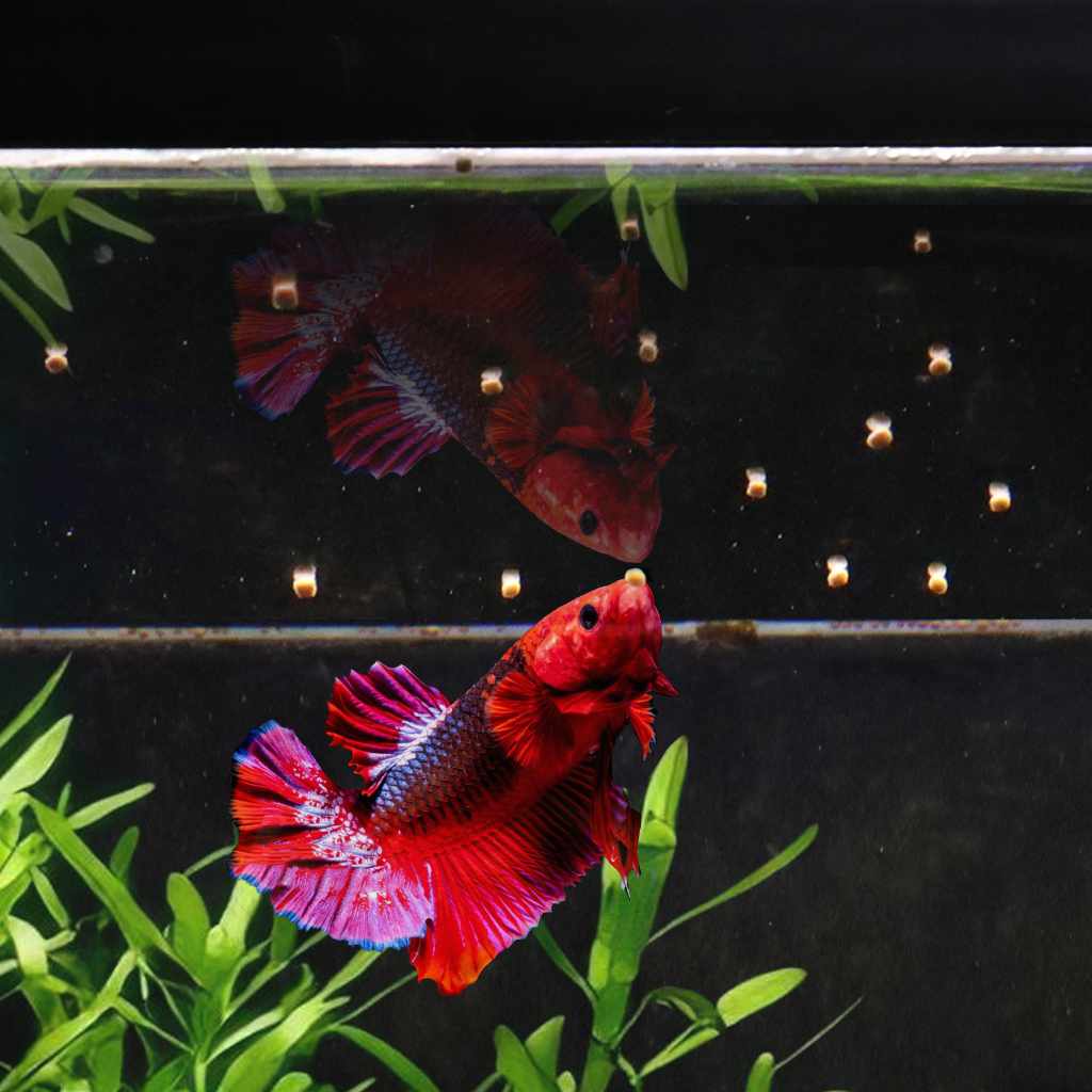 Easy Betta Pellets floating on the surface of an aquarium