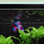 A betta feeding on Easy Betta Pellets at the water surface