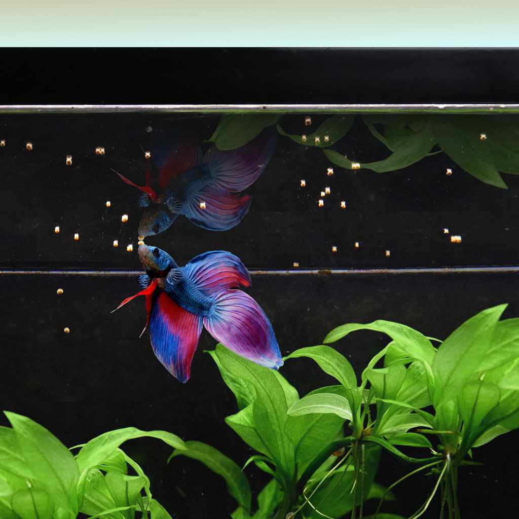 A betta feeding on Easy Betta Pellets at the water surface