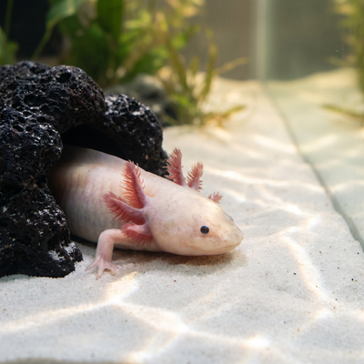 Leucistic Axolotl (Ambystoma mexicanum)