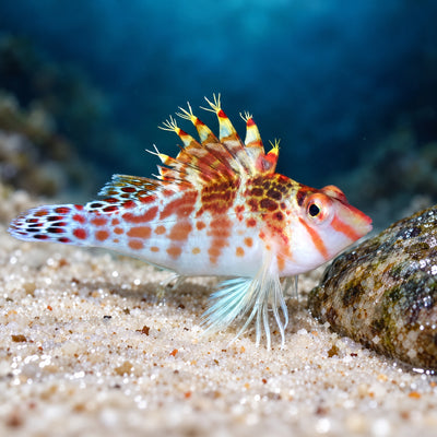 Falco Hawkfish (Cirrhitichthys falco) saltwater fish with white body, red-brown saddles and tufted dorsal spines, perched on white sand beside a rock