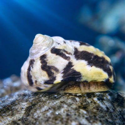Zebra Turbo Snail (Turbo sp.) black and cream striped saltwater algae-eating cleanup crew snail on rock