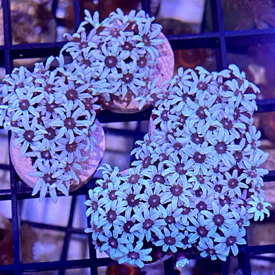 Fiji White Pipe Organ Coral (Tubipora musica) saltwater coral frags with white polyps, representative photo
